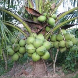 Dừa xiêm da xanh