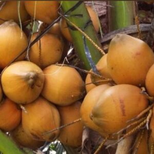 Dừa xiêm lửa