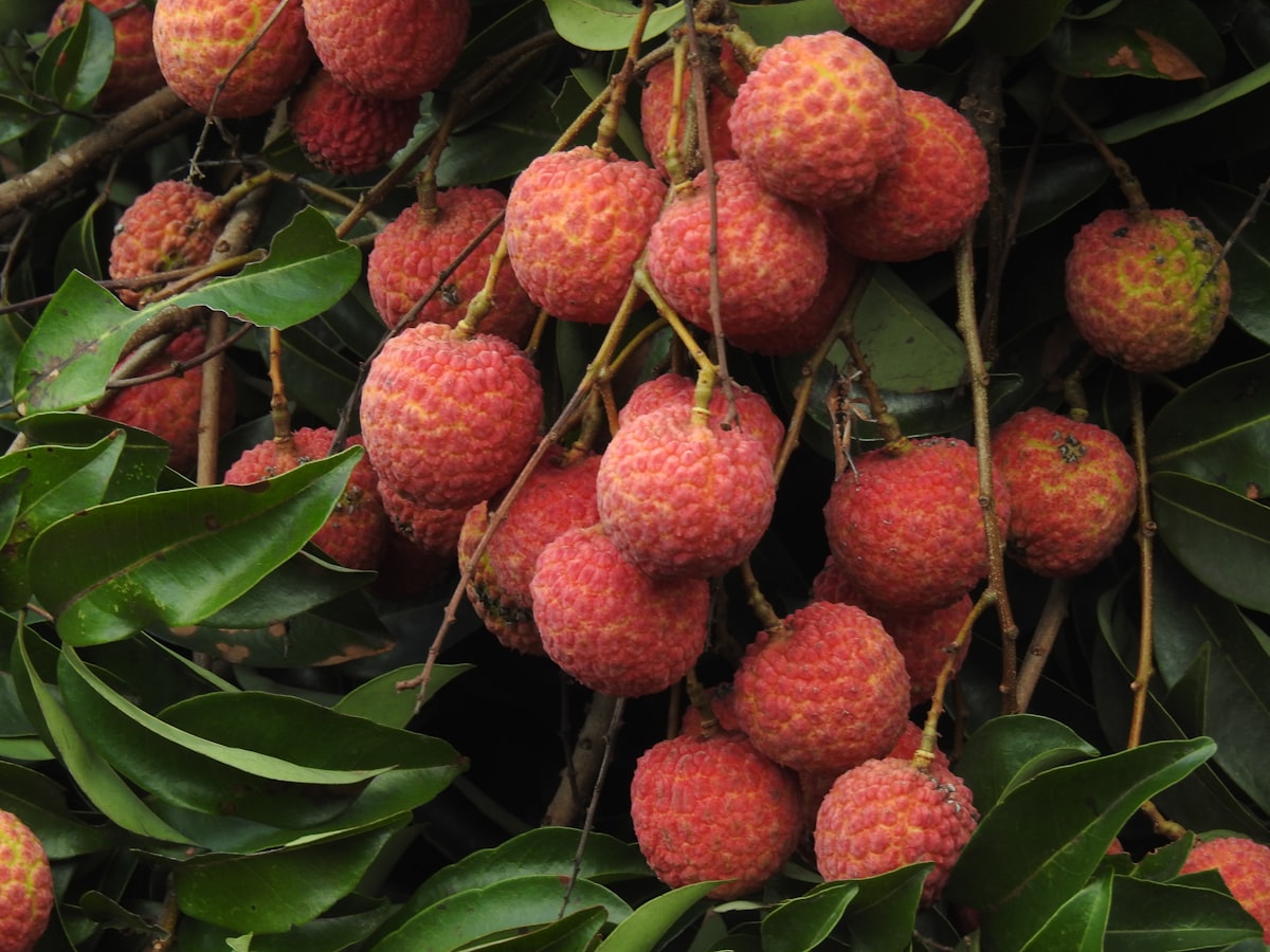 Vải thiều cơm trắng trong