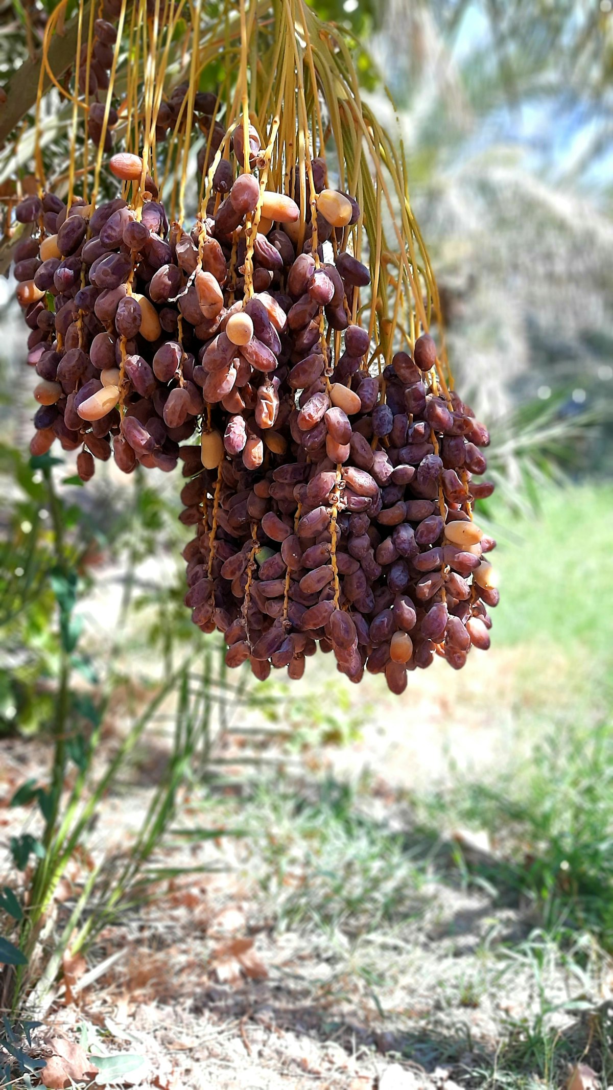 chùm quả chà là trên cây