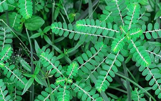 cây chó đẻ răng cưa