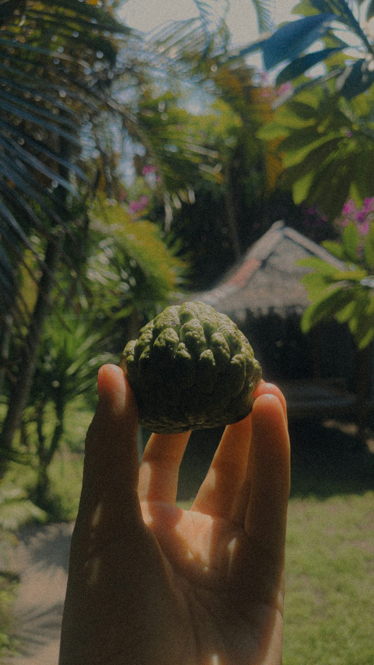 món ăn nước ép từ trái cóc