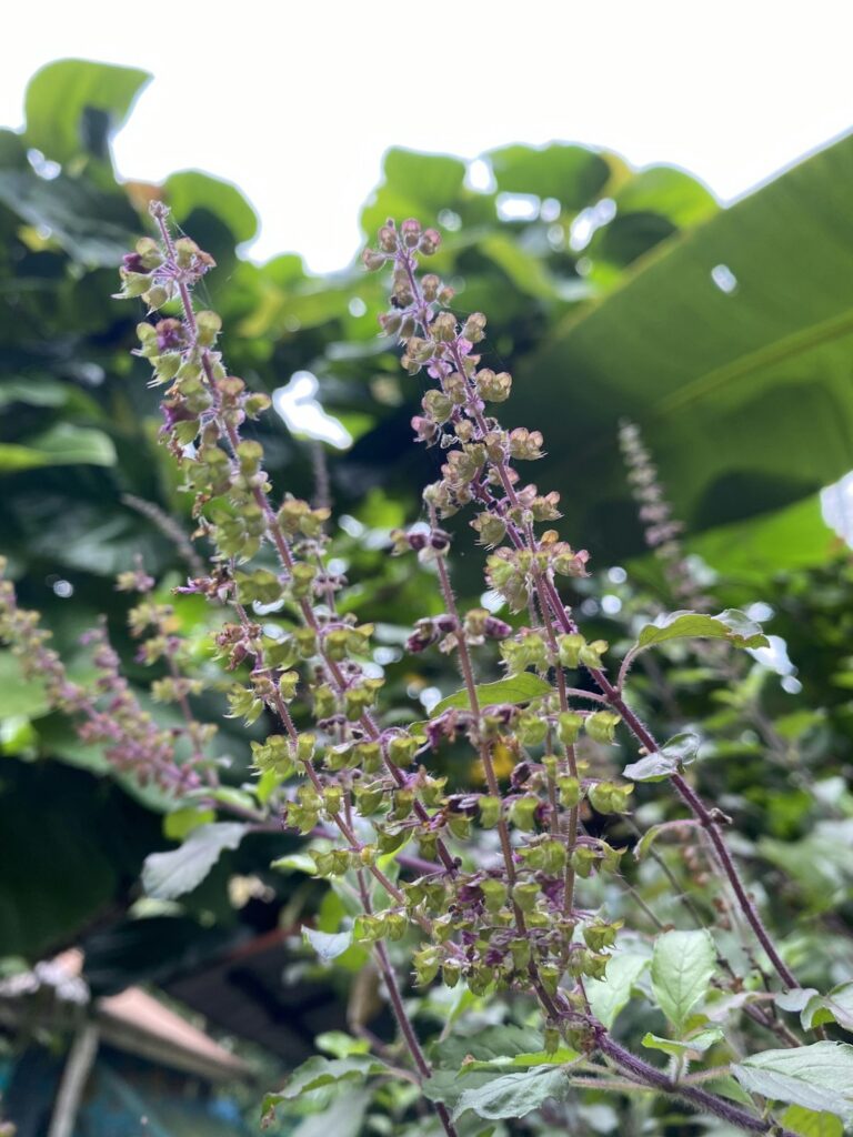 cây hương nhu trong tự nhiên