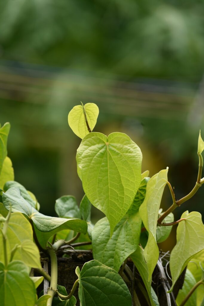 lá lốt tươi nguyên