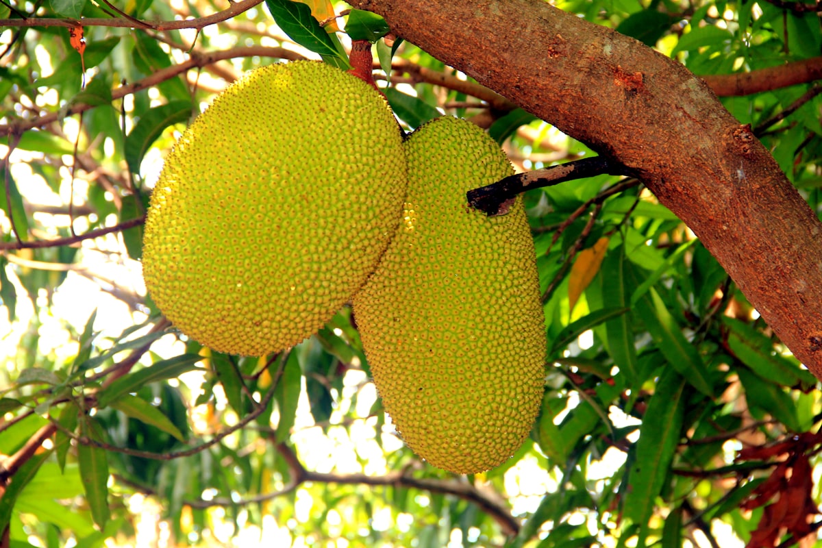 mít tươi nguyên trái