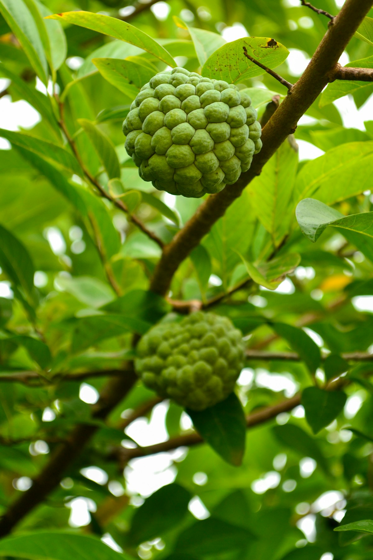 Quả na xanh tươi trên cành