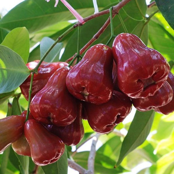 quả roi miền Bắc