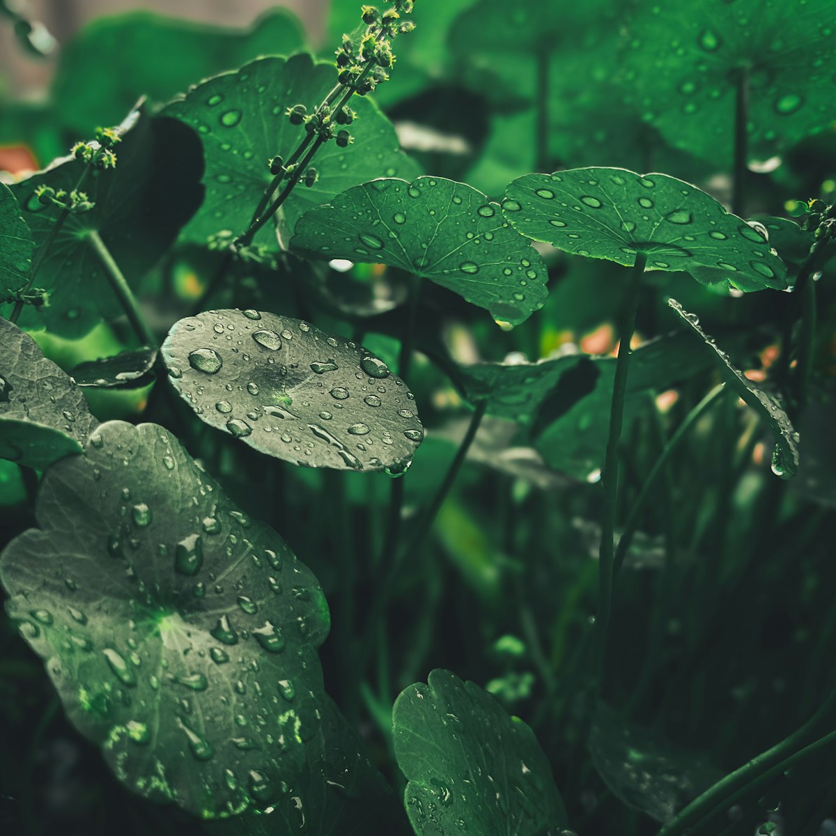 rau má đẹp tươi