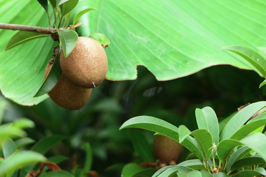trái sa pô chê tươi nguyên quả